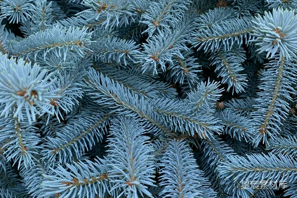 高清摄影 一张植物的特写照片