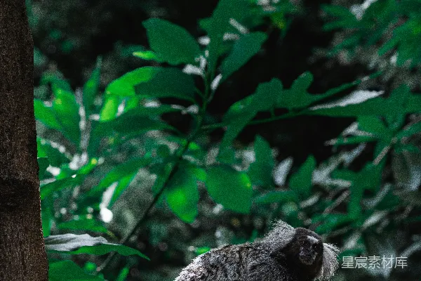 森林中一只猫头鹰坐在树干上