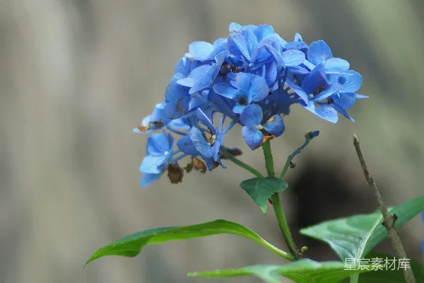 高清摄影 一朵蓝色的花上有一只蜜蜂。