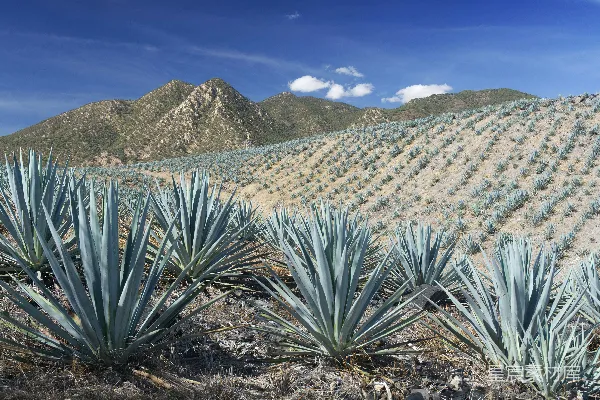 高清摄影 龙舌兰植物在广阔的、多山的景观中生长茂盛。