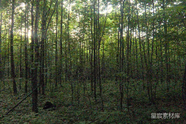 一片长满了高大树木的森林