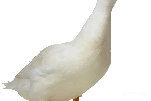 元素素材 透明