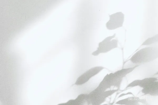 高清摄影 植物叶子在白墙上投下的阴影