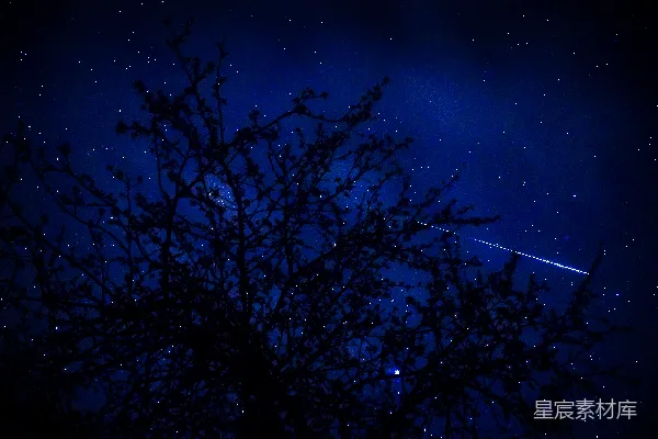 星空下的树与前景中的星星