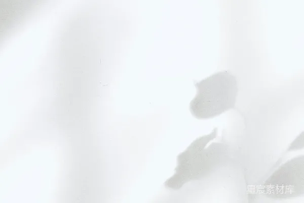 高清摄影 白墙上的树叶影子