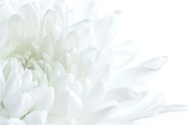 高清摄影 白花