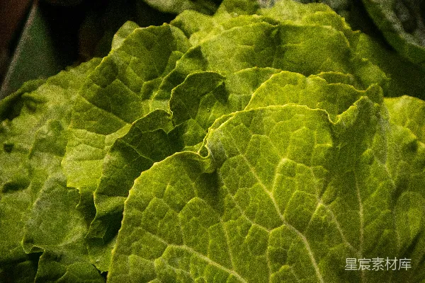 一片叶的特写