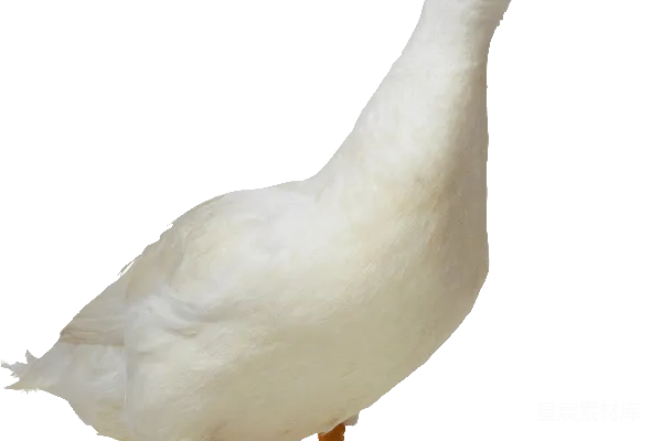 元素素材 鹅