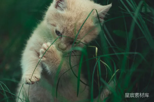 猫靠近草丛。
