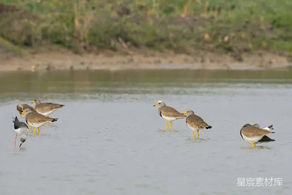 一群鸟站在水面之上