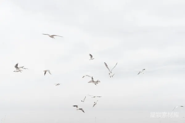 高清摄影 白天，一群鸟在白云下飞翔。