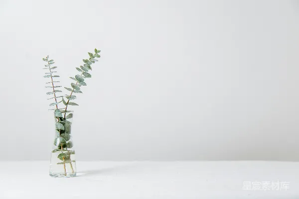 高清摄影 绿色蕨类植物放在透明玻璃花瓶中