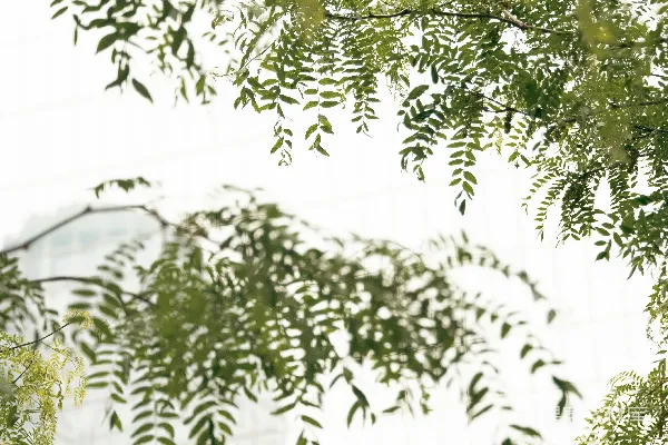 一只鸟站在一座高楼旁边的一棵树顶上