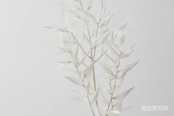高清摄影 特写摄影中的白麦
