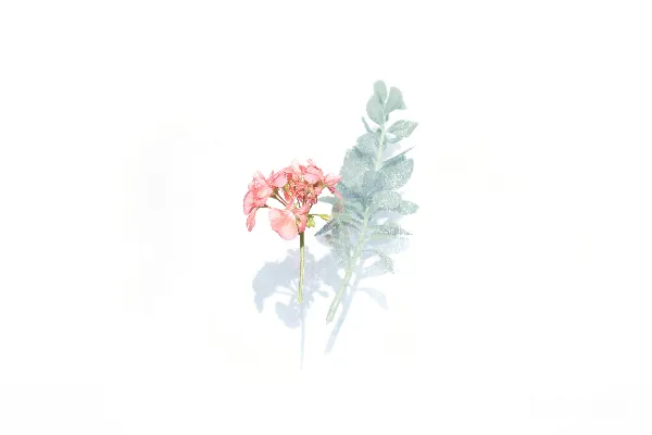 高清摄影 粉白相间的花朵