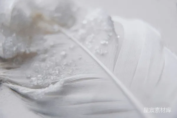 高清摄影 羽毛的特写照片