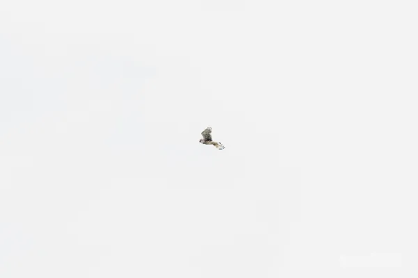 高清摄影 空中飞翔的鸟