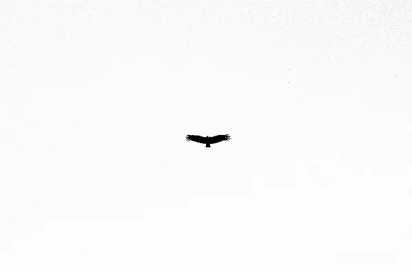 高清摄影 黑鸟