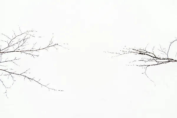 高清摄影 两棵光秃秃的树，没有叶子，映衬着白色的天空。