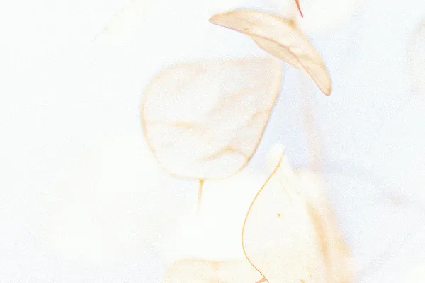 高清摄影 白色和黄色的叶子插图