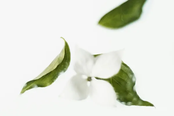 高清摄影 绿叶和白花
