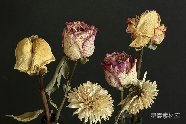 桌子上花瓶里的几束鲜花