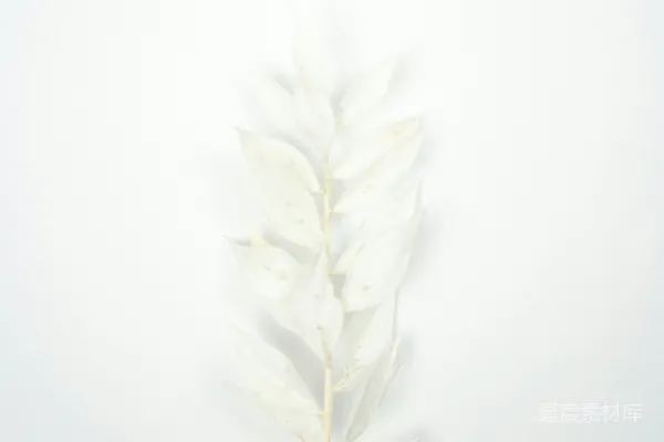 高清摄影 白色和绿色的植物放在白色表面上