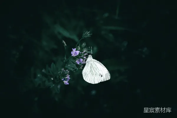 高清摄影 一只白色蝴蝶停在一朵紫色的花上。