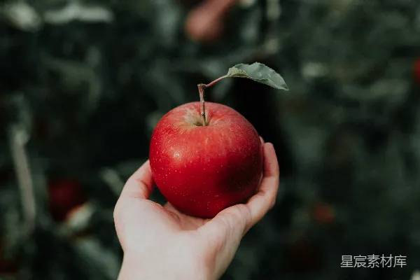 高清摄影 一个红苹果