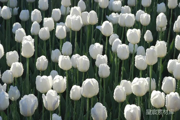 高清摄影 一片白花田