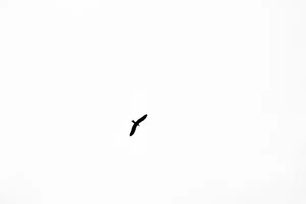 高清摄影 黑鸟在空中飞翔