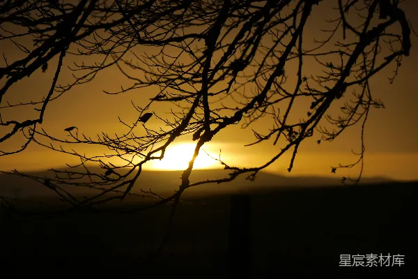 夕阳落在一棵树的枝叶后面