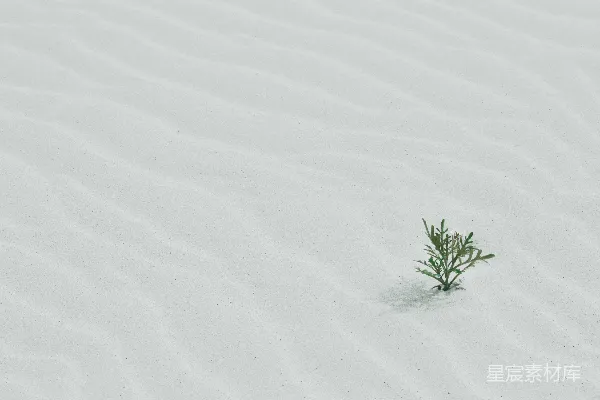 高清摄影 沙地上的一棵绿树