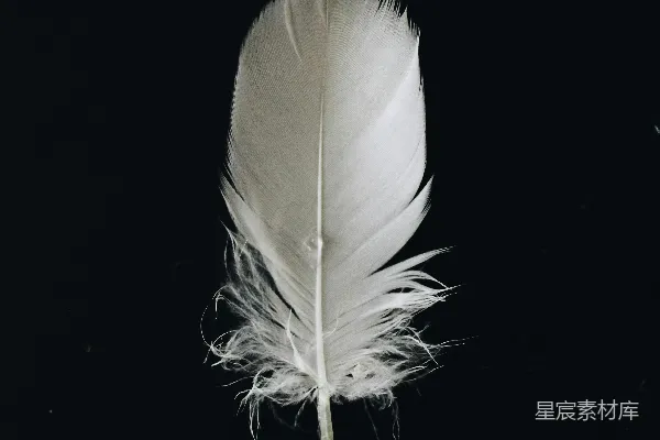 高清摄影 白色动物羽毛