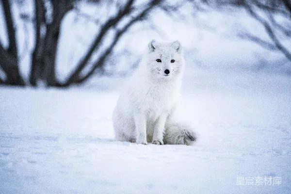 高清摄影 灰狼在雪地的特写摄影