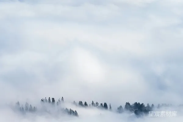 高清摄影 白天，绿色的树被烟雾笼罩。