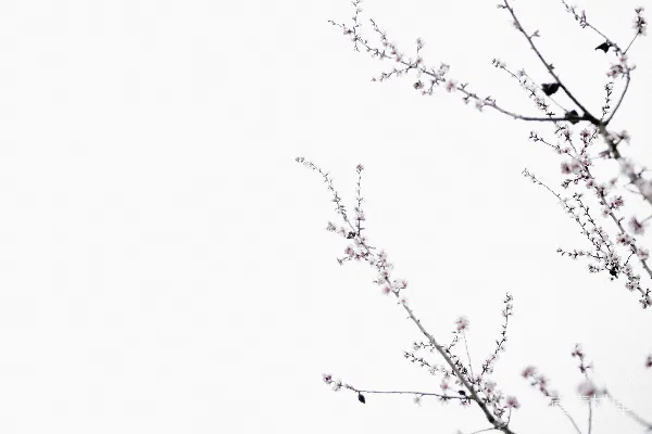 高清摄影 粉色开花树孤立于白色背景前