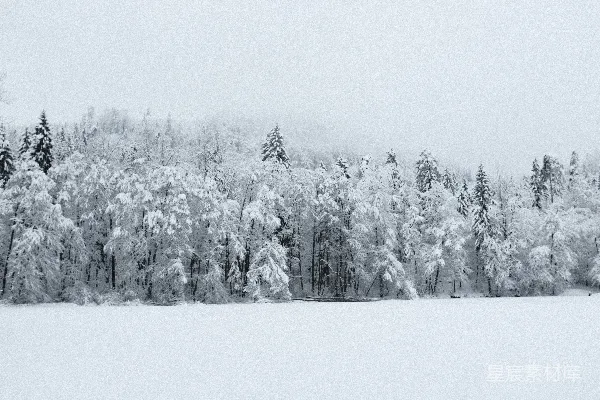 背景中有树木的一片雪覆盖的田野
