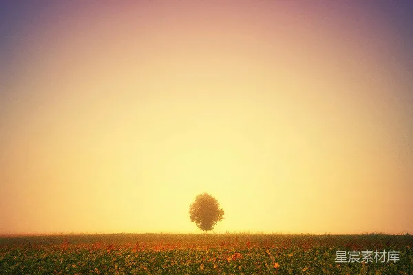 绿树环绕的草 fields 场地