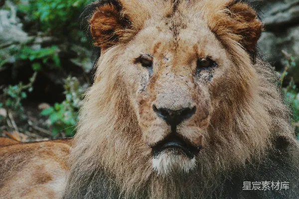 浅焦点摄影的镜头对准了liono。