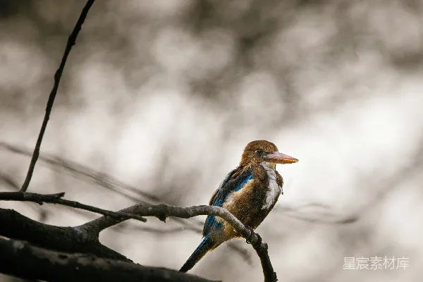 蓝白相间的小鸟栖息在树枝上