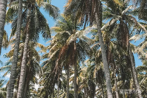 一排排棕榈树背景是蓝天白云