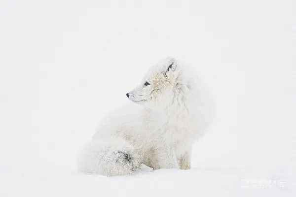 高清摄影 白雪中的白狐