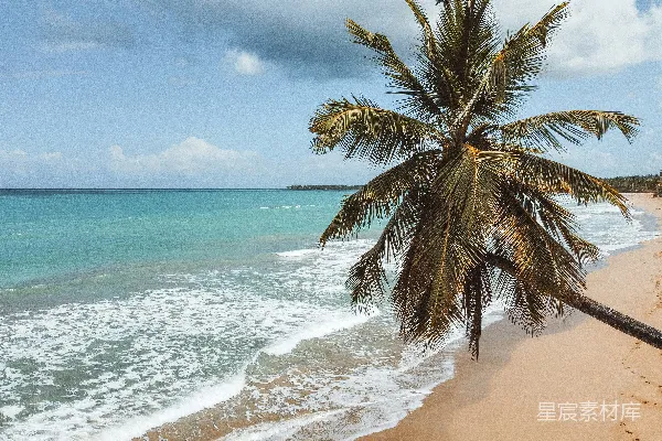 白天海滩上的棕榈树绿影