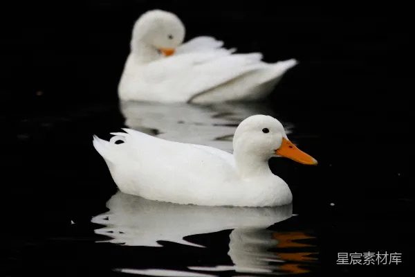 高清摄影 两只白鸭在水上