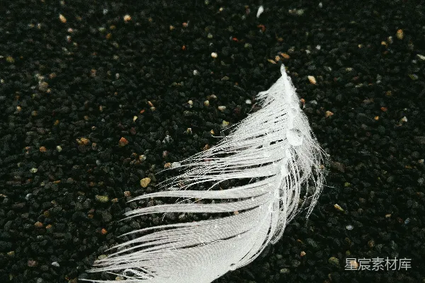 高清摄影 白羽毛在黑棕色的泥土上