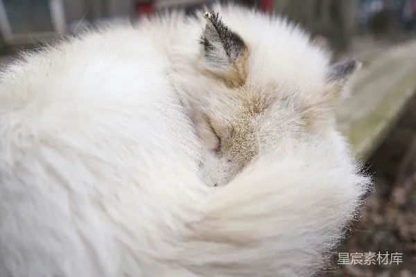 高清摄影 一只猫躺在长椅上的特写镜头