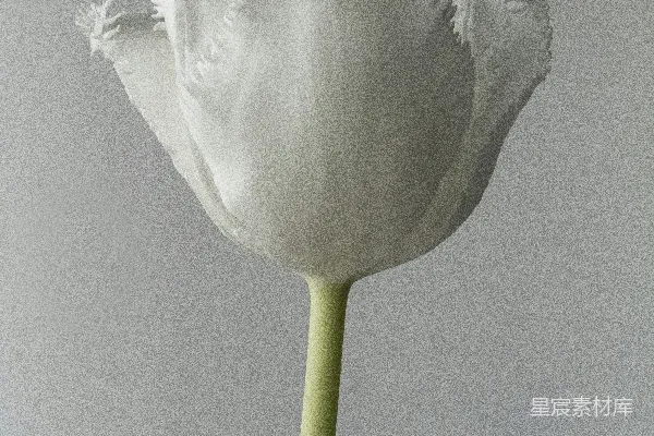 高清摄影 特写摄影中的白色花朵