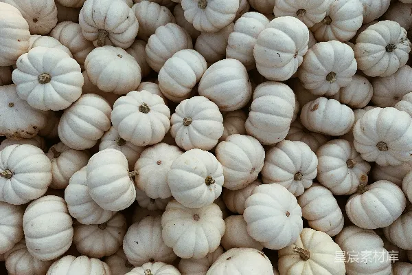 高清摄影 一簇白花