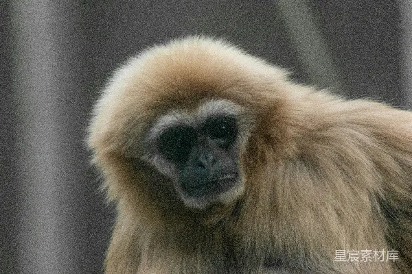 高清摄影 棕色猴子在特写摄影中